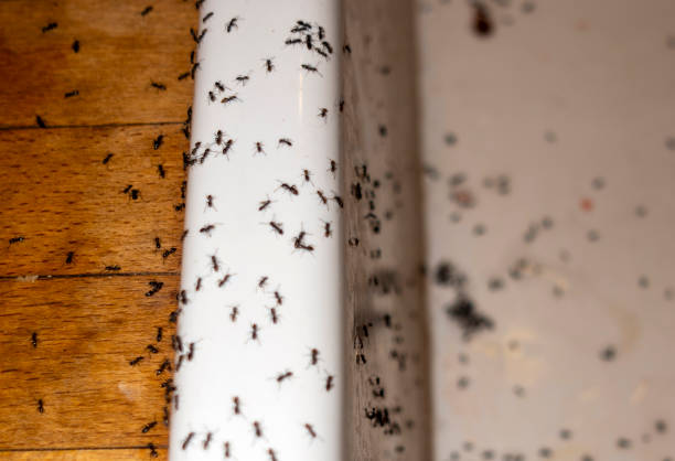 Flea Control Services in Sunbury, OH